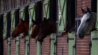 Haras de Jardy  le plus grand centre équestre français [upl. by Annoyik190]