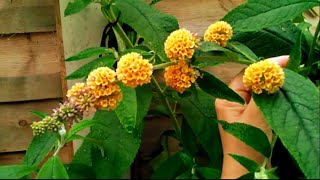 Unusual Scented Buddleia in my garden  Buddleia x weyeriana Sungold [upl. by Nwahsat]