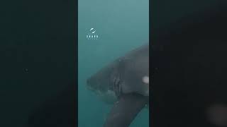 Great White Shark Bites Down On Fish [upl. by Vatsug]