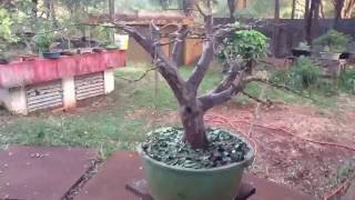 Bonsai Jabuticabeira continuação [upl. by Eidarb]