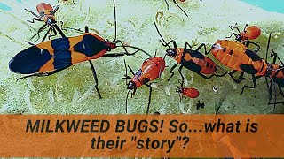 Milkweed bugs You seen em on Milkweed Here are 6 things you should know about them [upl. by Asilla51]