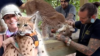 CATNIP amp BIG CATS AT THE ZOO [upl. by Enimrac]