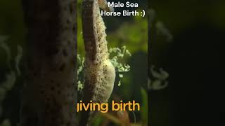 Male Seahorse giving birth Sus Edition notforkids [upl. by Atinaw]