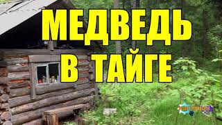 ОХОТА НА МЕДВЕДЯ  ШАТУН В БЕРЛОГЕ  ТАЙГА [upl. by Bael]