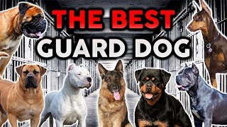 THE BEST GUARD DOG BREED Ultimate Dog Championship [upl. by Nrek]