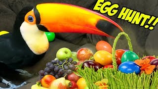 My Toucan Hunts for Fruit Filled Easter Eggs [upl. by Eyahsal]