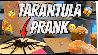 REAL TARANTULA PRANK 😱 WAR OF THE WINGROVES  EPISODE 3 [upl. by Odlanar]