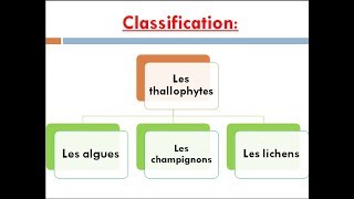 les thallophytes cours de biologie végétale [upl. by Aidil]