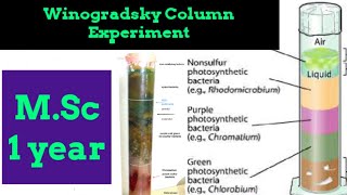 Winogradsky Column Experiment [upl. by Aeet]