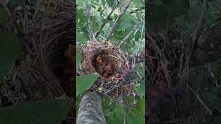 The cuckoo bird pushed the small bird of the shrike out of nest伯劳鸟的小鸟被杜鹃鸟推出了鸟窝 [upl. by Tneicniv]