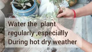 How to Repot Coprosma houseplants  Best Fertilizer amp Right Tips [upl. by Liuqnoj]