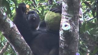 Hungry Goualougo Gorilla [upl. by Silera]