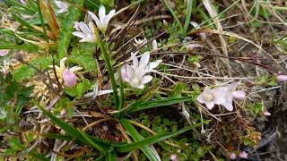 Picturesque Majesty Bog Pimpernels View in the Lake District [upl. by Lered145]