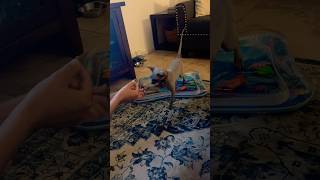 When you teach your cat how to shake 🤚 sphynx trending cat love viralvideo [upl. by Lilias224]