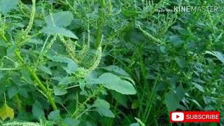 Medicinal uses of Spiny Amaranth or Amaranthus spinosus herbs medicine [upl. by Eadith]