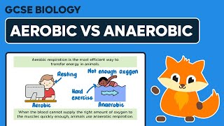 Aerobic vs Anaerobic Respiration  GCSE Biology [upl. by Eiclud]