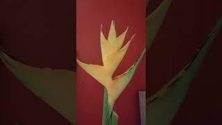 strelitzia plant asrmnatureplants viralvideo [upl. by Jacey]