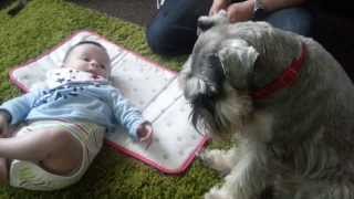 Wilbur the miniature schnauzer meeting baby jake [upl. by Changaris]