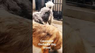 Caucasian Ovcharka dog breed gentle giants beautifuldogs caucasianovcharka caucasianshepherddog [upl. by Ahsya]