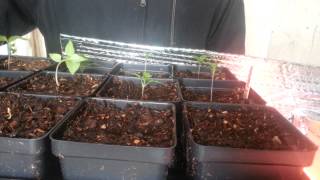 2015 Peppers Long stems problem [upl. by Smailliw]