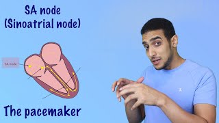 Electrical Conduction System of the Heart  SA Node AV Node Bundle of His شرح بالعربي [upl. by Zeuqcaj]