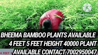 BAMBOOSA BALCOOA PLANT AVAILABLE CONTACT 7002950047 [upl. by Bergstrom]