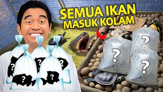 SEMUA IKAN PELIHARAAN AKU MASUK KOLAM [upl. by Joanna]