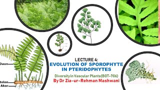 Lecture 4 Evolution of Sporophyte in Pteridophytes [upl. by Slyke407]