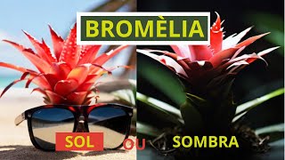 Bromélia de sol ou meia sombra [upl. by Jacques]