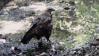 Aligot Buteo buteo a la riera de Siurana 17072024 [upl. by Magocsi]