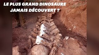 En Argentine le squelette dun immense dinosaure découvert [upl. by Buxton]