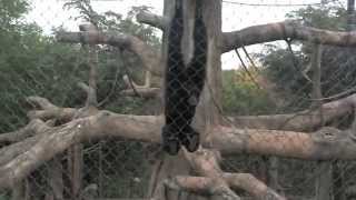 Siamang Howling at the Omaha Zoo [upl. by Heng372]