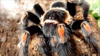 Brachypelma smithi and Brachypelma auratum comparison [upl. by Fulcher291]