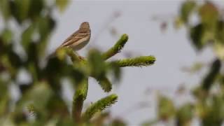 Baumpieper Anthus trivialis Gesang [upl. by Siahc]