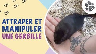 Comment Attraper Et Manipuler Une Gerbille  Mes Conseils Pour lApprivoiser [upl. by Constantia]