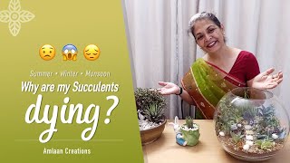 Tips To Save Succulents In Summer Monsoon Winter  सर्दी गर्मी बरसात में सकलेंट्स को कैसे संभाले [upl. by Sheeran501]