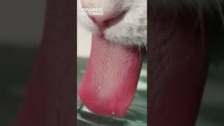 Así es la Lengua de un Gato 🙀❤️ lengua gatos michis [upl. by Cutlor]