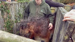 Exmoor Pony inspection and conservation grazing [upl. by Akinahc]