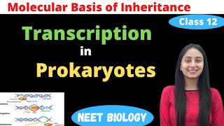 Transcription in Prokaryotes  Class 12 Genetics  NEET Biology [upl. by Ratna840]