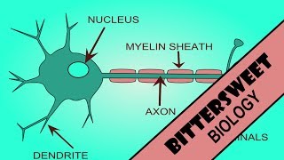 Action Potential Explained  The Neuron [upl. by Bogoch]