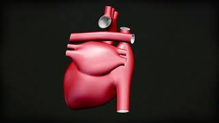 How rheumatic fever affects the heart [upl. by Aicener]