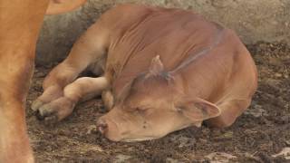 Causas de la infertilidad en las vacas  La Finca de Hoy [upl. by Adnauqal]