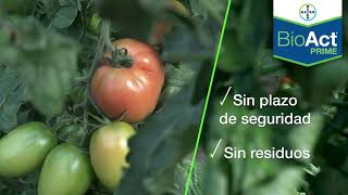 BIOACT® Prime la respuesta biológica contra los nemátodos 🍅🐛 Bayer Crop Science [upl. by Lightfoot156]