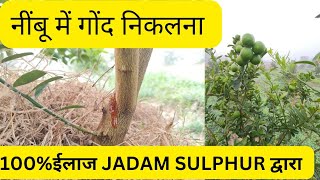 नींबू में तने से गोंद निकलना का उपाय nimbu lemon [upl. by Ardnosal]