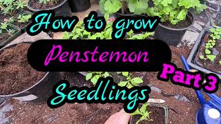 2021 How to grow penstemon from seed part 3 Guaranteed results every time [upl. by Liliane667]