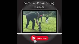 Are you a Dog Trainer  Become a UK Sniffer Dogs Instructor [upl. by Lurleen434]