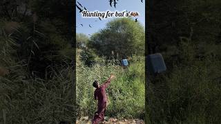 Hunting for bats 🦇animals huntting shorts youtubeshorts viralvideo [upl. by Neville693]