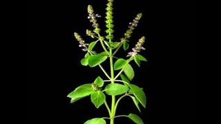 quotMedicinal uses of Tulsi Holy Basilquot Ocimum tenuiflorum or sanctum for Digestion and more [upl. by Marozik]