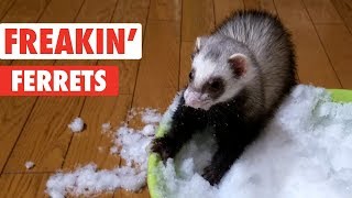 Freakin Ferrets  Funny Pet Video Compilation [upl. by Trygve731]