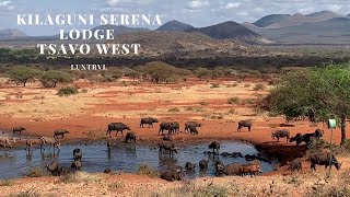 Kilaguni Serena Lodge Review in Tsavo West Park  Amazing Game Viewing from Suite [upl. by Nireves]